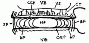 VB = vertebral body / AF = anulus fibrosus / NP = nucleus pulposus /  VS = vein system / CT = capillary terminals / CEP = cartilaginous endplate /  SF = Sharpey’s fibers